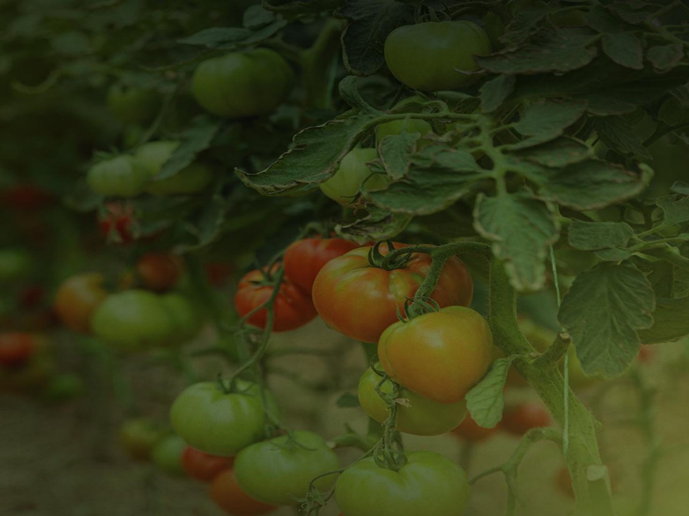 Produção de tomates do Grupo Agro Borkoski